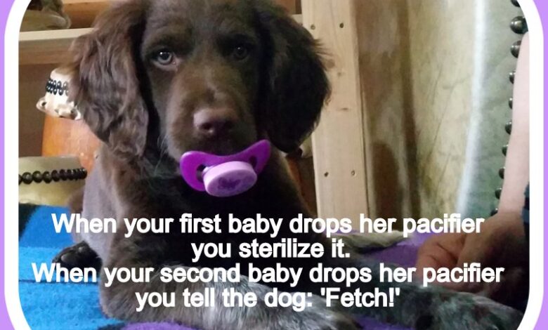 Dog With Pacifier.jpg